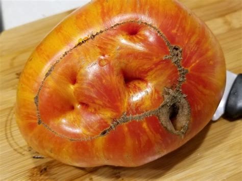 Dense and juicy flesh, small seedboxes containing a lot of gel. Tomato 'Beauty King' Seeds (Certified Organic) | Garden ...