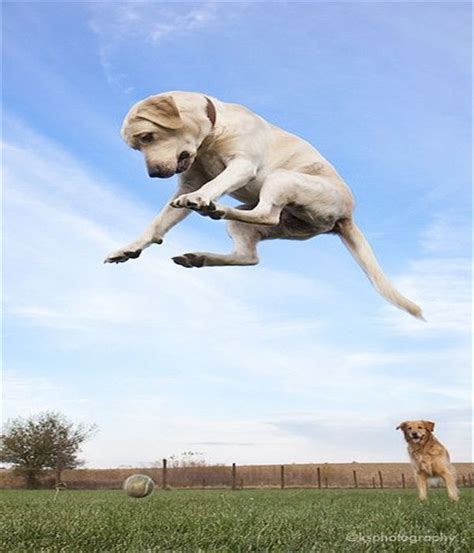 If you decide to fly with your pet, choose the cabin when possible. When Dogs Can Fly... | Hunde, See