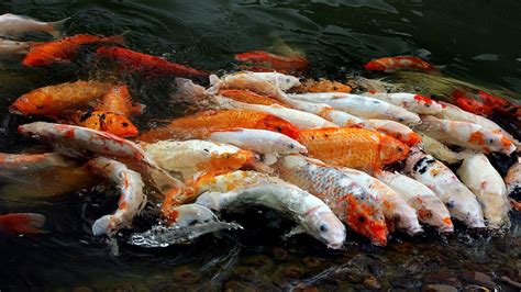 The Japanese Koi: The Bejewelled Fish From Asia | Breaking Asia