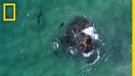 Fur Seals Vs Great White Sharks Hostile Planet Youtube