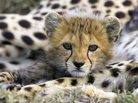 Animal Photo Animal Wallpaper Little Cheetah