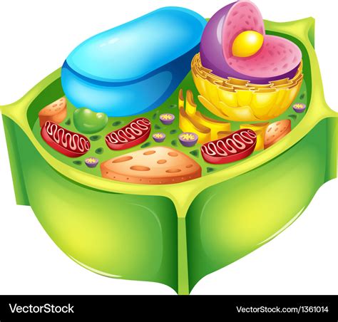 Plant Cell Royalty Free Vector Image Vectorstock