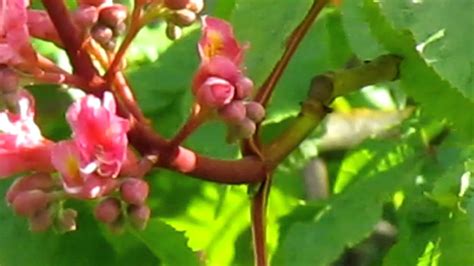 The horse chestnut tree (aesculus hippocastanum) is currently in flower and we are all enjoying the candelabra display of delicate pink and white flowers. Red Horse Chestnut Tree - YouTube