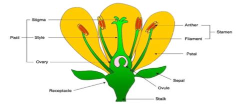 Name The 3 Parts Of The Pistil Of A Flower Best Flower Site