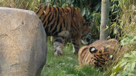 Chester Zoos Sumatran Tigers Get A New Home North Wales Live