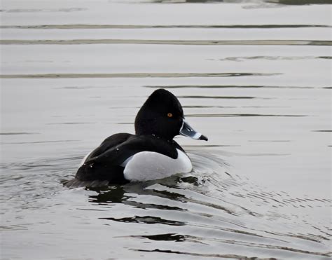 Capital Naturalist By Alonso Abugattas Ring Necked Ducks