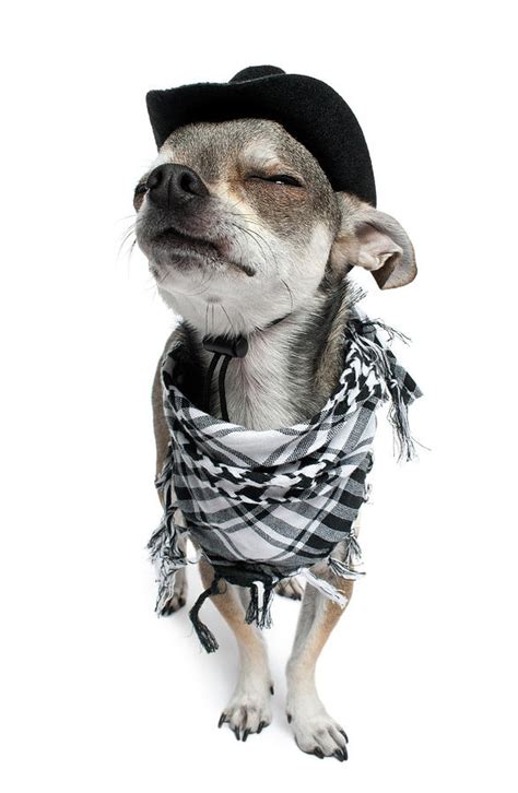 1000 Images About Dogs With Hats On On Pinterest Chihuahuas Boston Terriers And Doggies