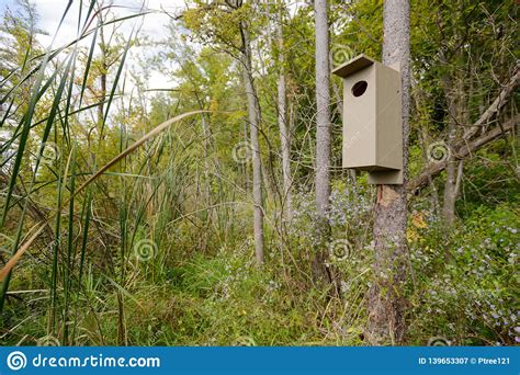 Wood Duck Nesting Box In A Marsh Stock Image Image Of Hanging Swampy