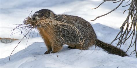10 Surprising Ways Canadian Animals Handle Cold Weather Cottage Life