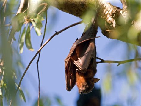 Little Red Flying Fox Photo Image 2 Of 3 By Ian Montgomery At Birdway