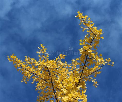 Autumn Tree Stock Image Image Of Beautiful Branch Leaves 46691605