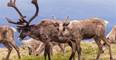 10 Incredible Caribou Facts Az Animals