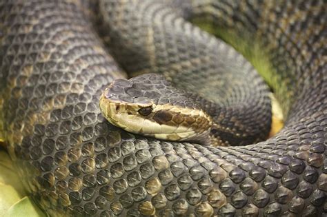 Florida Water Moccasin Snake Reptile Deadly Water Moccasin Hd Wallpaper Peakpx