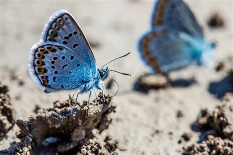 Karner Blue Butterfly Identification Facts And Pictures