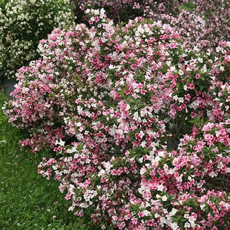 Maybe you would like to learn more about one of these? Czechmark Trilogy™ Weigela - 4" pot - Proven Winners | eBay