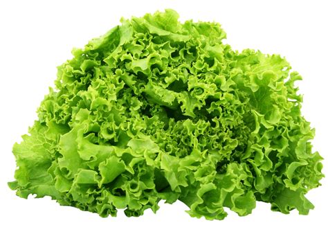 ✓ free for commercial use ✓ high quality images. Green Lettuce PNG Image - PurePNG | Free transparent CC0 ...