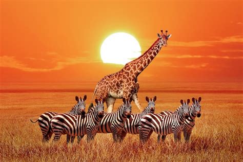 Premium Photo Group Of Wild Zebras And Giraffe In The African Savanna