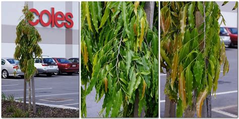 Get ashoka tree at best price from ashoka tree sellers & suppliers in india. Young Mast tree, planted near supermarket | A few young ...