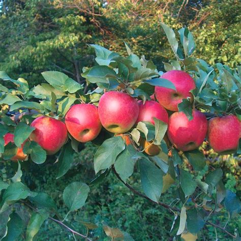 Redhaven peach (221) starting at $59.99 easy to grow! Stark Brothers Nursery Reviews ~ TheNurseries