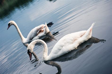Swans On The Lake Free Stock Photo Picjumbo