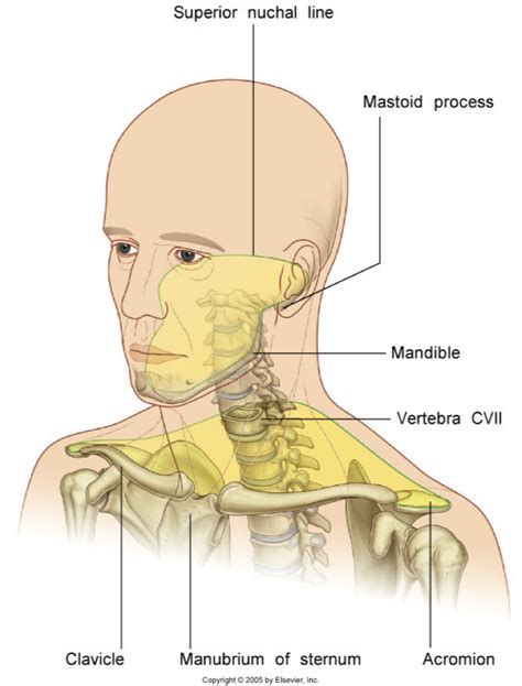 Traditionally the anatomy of the infrahyoid neck has been subdivided into a group of surgical triangles whose borders are readily palpable bones and muscles (figure). Head and Neck at Faculty Of Medicine, University Of ...