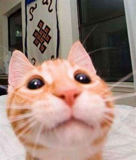 Cats Taking Selfies Pawnation Funny Animals Funny Cat