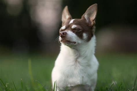 Chihuahua Cabeza De Venado Mascotas