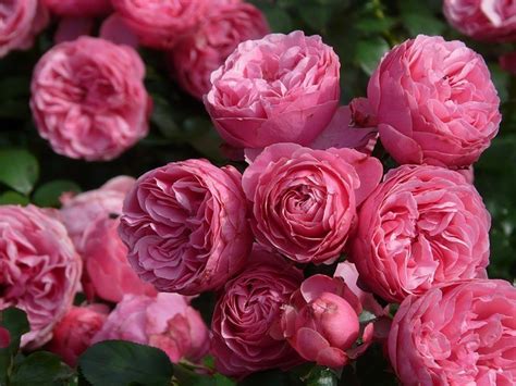 Top 10 Fragrant Roses
