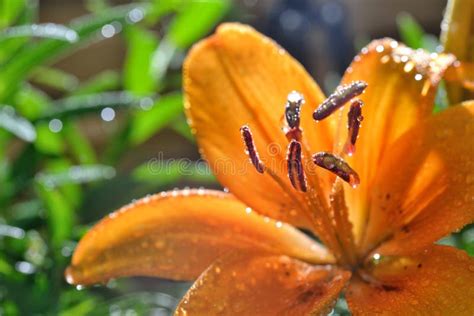 Red Tiger Lily Pistil Stock Image Image Of Pollen Water 74902793