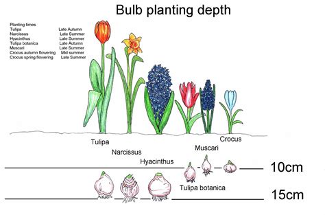 Tulip Planting Completegardens Weblog