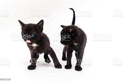 Adorable Black Kitten With Blue Eyes Standing Isolated Stock Photo