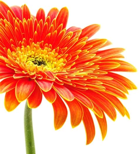 Every day new pictures and just beautiful wallpaper for your desktop flowers completely free. Flower images free stock photos download (10,850 Free ...