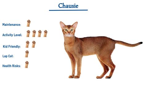 The following is a list of the least common (most. Chausie Cat Breed… Everything You Need to Know at a Glance!
