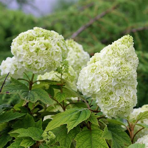Gatsby Hydrangeas The Ultimate Guide To Growing These Stunning Flowers