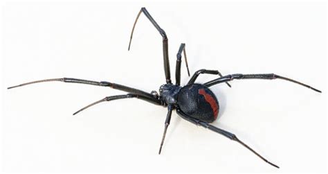 Redback Spider In Australia Facts And Risks A1 Pest And Weed Control