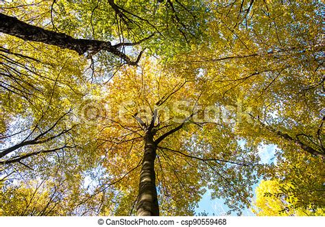 Perspective From Down To Up View Of Autumn Forest With Bright Orange