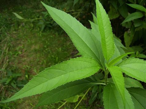 Jun 07, 2020 · these flowers produce blooms up to two feet tall, each of which lasts all throughout the spring and summer. Plant ID forum: Very tall perennial sunflower - what ...