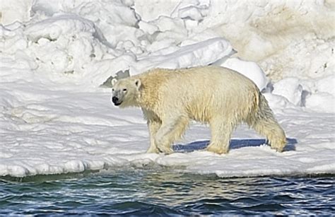 Researchers Are Split On How Decline In Sea Ice Will Affect Polar Bears