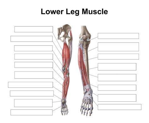 10 Best Printable Worksheets Muscle Anatomy