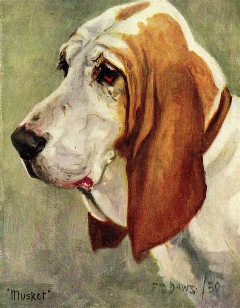 1930s Antique Basset Hound Dog Art Print Musket F T Daws Etsy