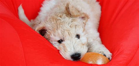 How much does it cost? Why Do Goldendoodles Cost So Much? An Expense Worth Paying?
