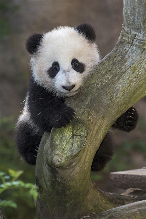 Giant Panda Cub In Tree Photograph By San Diego Zoo