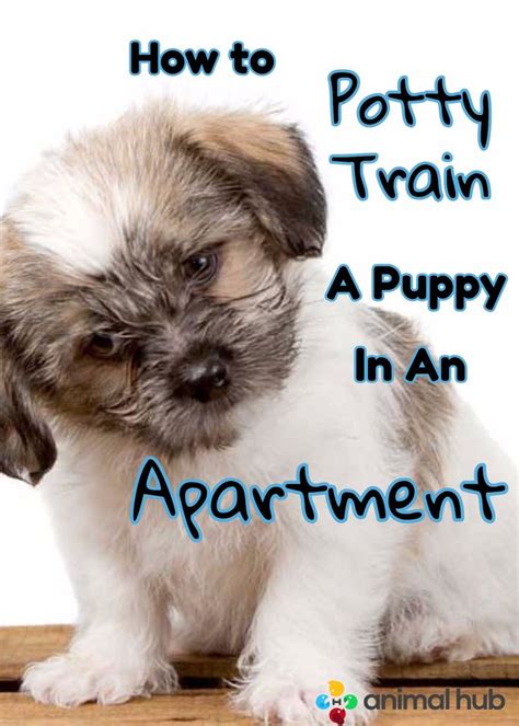 Read on to learn more about how to potty train. How To Potty Train A Puppy In An Apartment | Potty ...