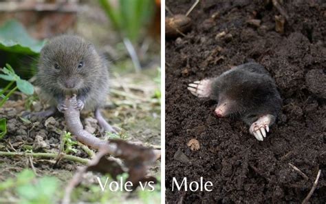 How To Get Rid Of Voles In Your Yard And Garden 2021 Guide