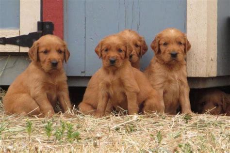 I have been breeding champion irish setters since 1978, and have been a member of the irish setter club of america since that time. Golden Retriever / Irish Setter puppies for Sale in Gate, Washington Classified | AmericanListed.com