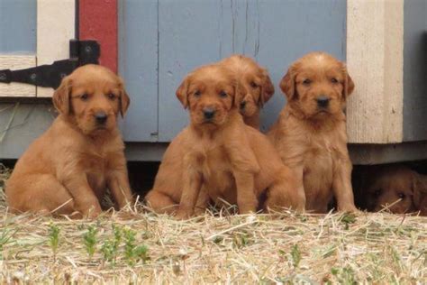 She and my daughter are best friends thank orhard pups arranged for private delivery by car to queens ny. Golden Retriever / Irish Setter puppies for Sale in Gate ...