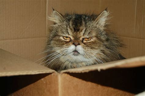 25 Angry Cats That Are So Adorable Theyll Melt Your Heart Bouncy Mustard