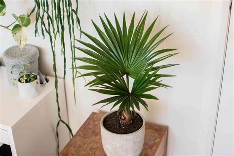 How To Grow And Care For Chinese Fan Palm Fountain Palm