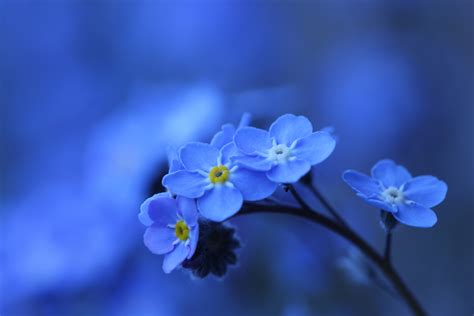 They are scientifically known as myosotis laxa. Forget-Me-Not 5k Retina Ultra HD Wallpaper | Background ...
