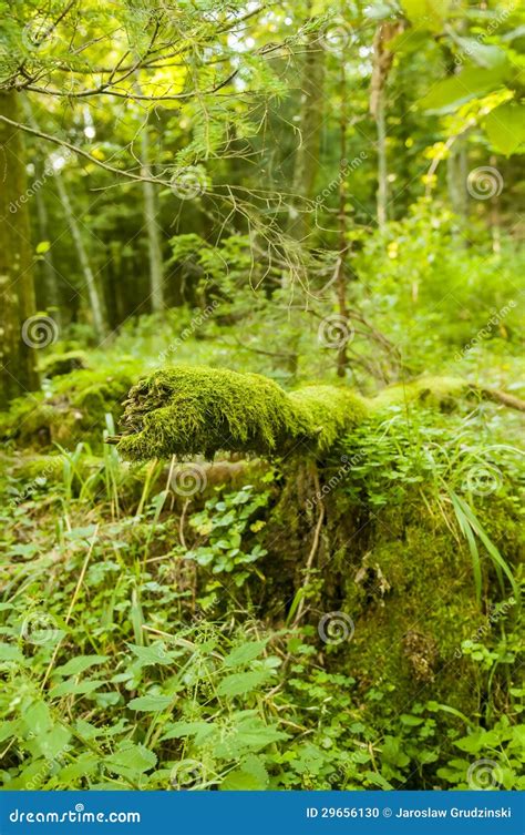 Fallen Tree Covered With Moss Stock Photo Image Of Park Branches